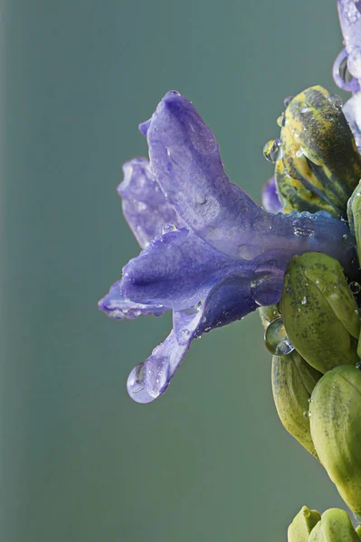 Su damlalı mor çiçekler, makro fotoğraf. — Stok fotoğraf