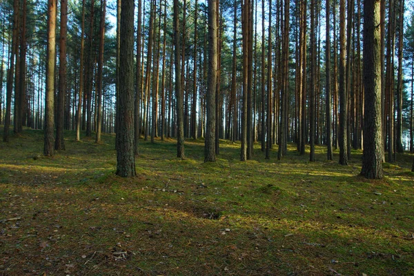 Сосновый лес в летний день, прямые стволы сосен простираются до неба — стоковое фото