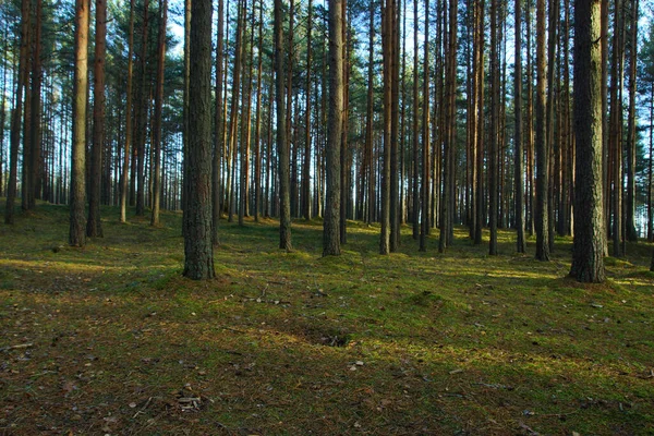 Pineta in una giornata estiva, tronchi diritti di pini si estendono al cielo — Foto Stock