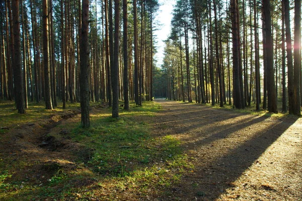 Δάσος πεύκου σε μια καλοκαιρινή μέρα, ευθείς κορμοί πεύκων εκτείνονται μέχρι τον ουρανό, ο δρόμος οδηγεί στην απόσταση — Φωτογραφία Αρχείου