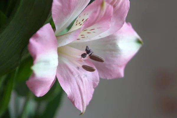 Hermoso Delicado Rosa Con Flor Blanca Cerca — Foto de Stock