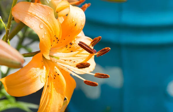 Lirio Naranja Brillante Con Gotitas Agua Sobre Fondo Azul Horizontalmente — Foto de Stock