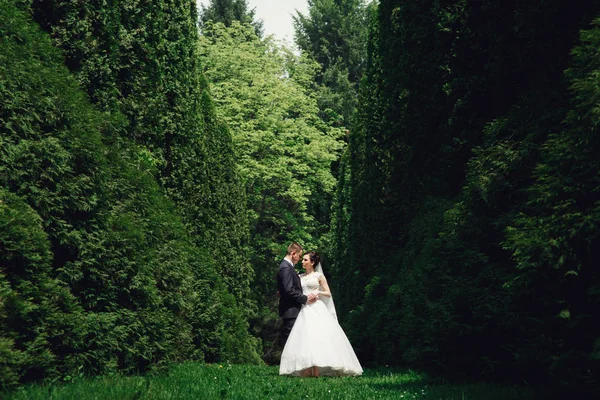 Весільна пара в зеленому саду — стокове фото