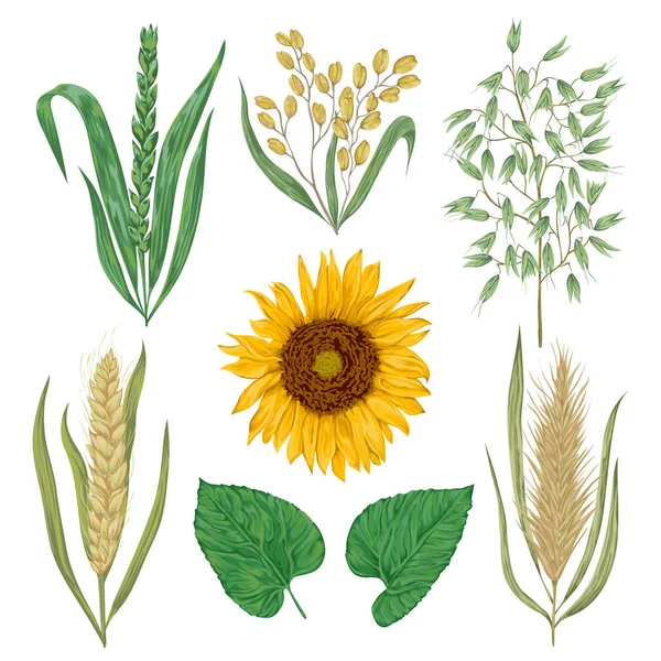 谷物的设置。向日葵、 大麦、 小麦、 黑麦、 大米和燕麦。集合装饰花艺设计元素。孤立的元素。在水彩风格复古矢量图. — 图库矢量图片
