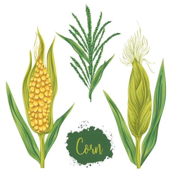 Corn set. COBS, blossom gren och blad. Collection dekorativa designelement. Vintage vektorillustration i akvarell stil. — Stock vektor