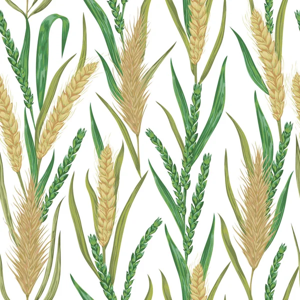 Tahıllar ile Seamless modeli. Arpa, buğday, çavdar. Koleksiyon dekoratif çiçek tasarım öğeleri. İzole öğeleri. Suluboya tarzında Vintage vektör çizim.