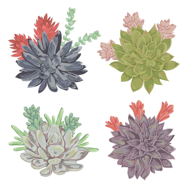 Succulents set. Collection decorative floral design elements for wedding invitations and birthday cards. Isolated elements. Vintage hand drawn vector illustration in watercolor style. — Stock Vector