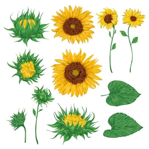 Zonnebloemen instellen. Collectie decoratieve floral designelementen voor huwelijksuitnodigingen en verjaardagskaarten. Geïsoleerde elementen. Vintage hand getrokken vectorillustratie in aquarel stijl. — Stockvector