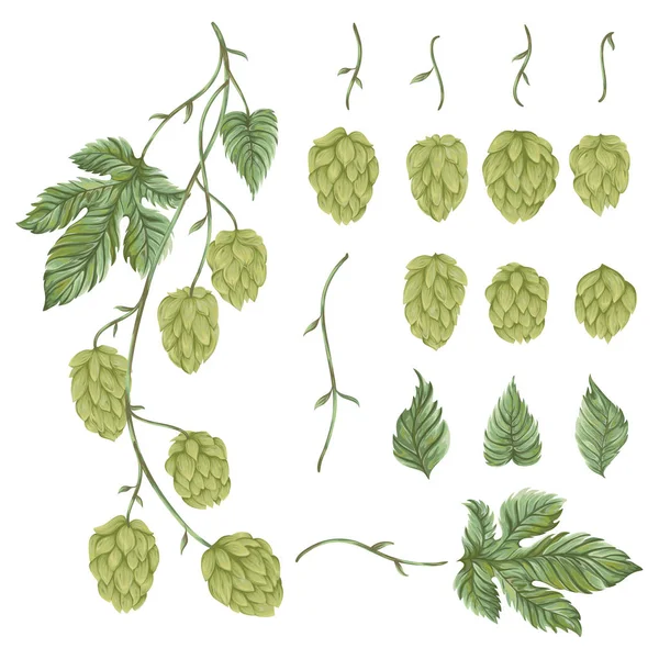 Branch hops plant. Collection floral design elements. Hop cones, leaves and branches. Isolated elements. Vintage hand drawn illustration in watercolor style. — Stock Vector