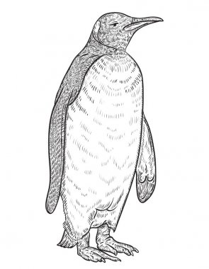 Penguen. Vintage vektör çizim kroki tarzı