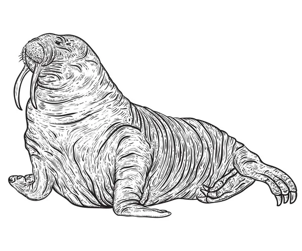 Walrus. Ilustrasi vektor vektor vintage dalam gaya sketsa - Stok Vektor