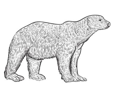 Beyaz ayı. Vintage vektör çizim kroki tarzı