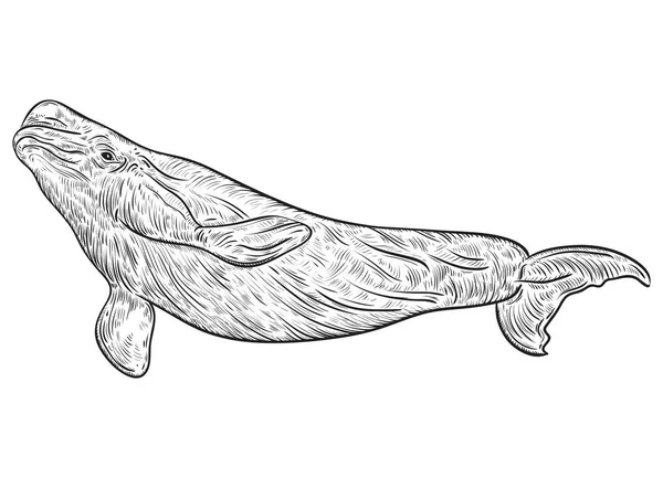 Wieloryb Beluga. Ilustracja wektorowa Vintage w stylu szkicu — Wektor stockowy