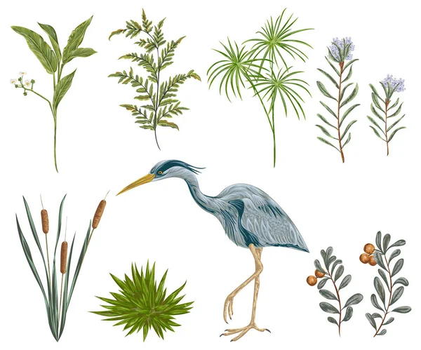 Heron bird and swamp plants. Marsh flora and fauna. Isolated elements Vintage hand drawn vector illustration in watercolor style — Stock Vector