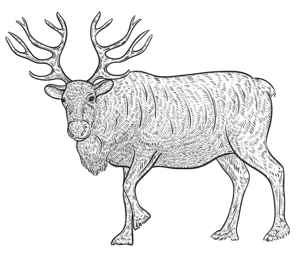 Caribú de renos del norte. Ilustración vectorial vintage en estilo de boceto — Vector de stock