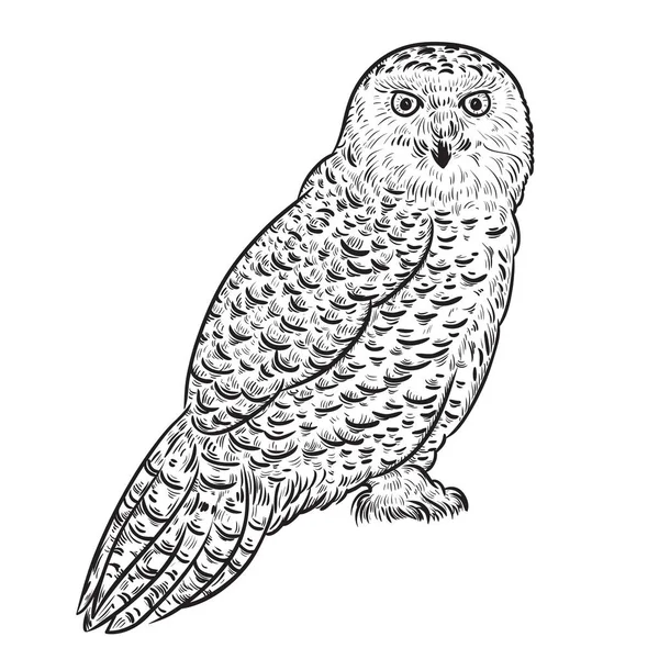 Hibou des neiges. Illustration vectorielle vintage dans le style croquis — Image vectorielle