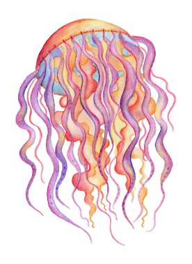 Beyaz arka plan üzerinde izole suluboya denizanası. Elle çizilmiş illüstrasyon