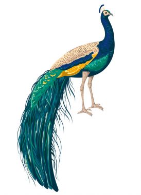 Beyaz arka plan üzerinde peacock. El vektör çizim suluboya tarzında çekilmiş.