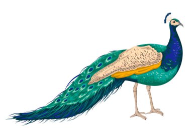 Beyaz arka plan üzerinde peacock. El vektör çizim suluboya tarzında çekilmiş.