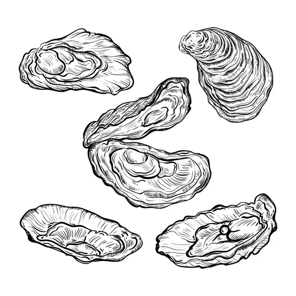 Ensemble Coquille Huître Style Gravé Isolé Sur Fond Blanc Illustration — Image vectorielle