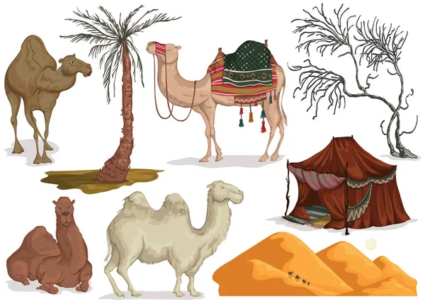 ラクダのさまざまなポーズで 砂漠の砂の砂丘 遊牧民のテント 乾燥やヤシの木 コレクション風景デザイン要素 白い背景に孤立したオブジェクト ベクターイラスト — ストックベクタ