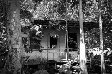 Siyah ve beyaz orman kulübesi