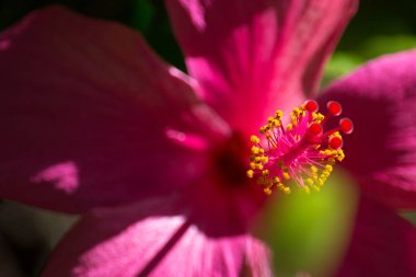 Pembe Hibiscus yakın çekim