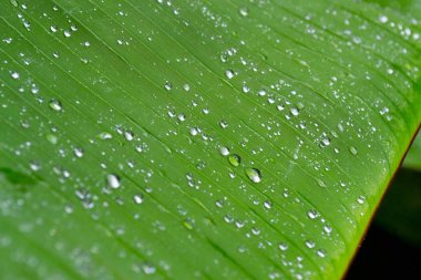Su damlacıkları ile muz yaprağı