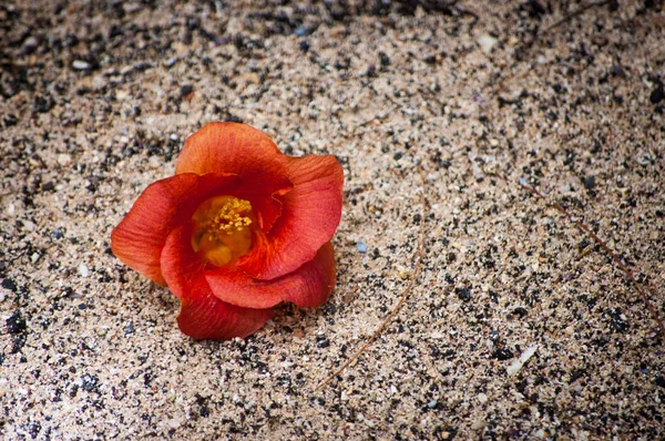 Kum Sahilde Kırmızı Çiçek