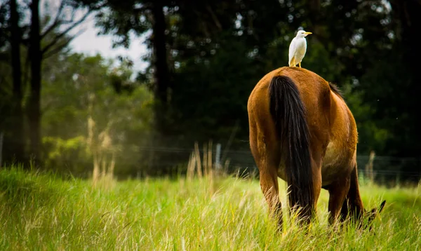 Bir arazide ata büyük oturan beyaz ak balıkçıl hawaii Adası