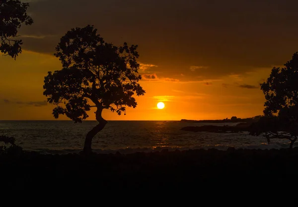 Silueta Del Atardecer Árbol Playa Kapana Hawai Isla Grande —  Fotos de Stock