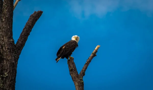 Kel kartal ağaca tünemiş