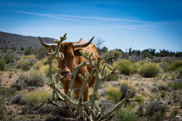 Arizona sığır kaktüs saklanıyor