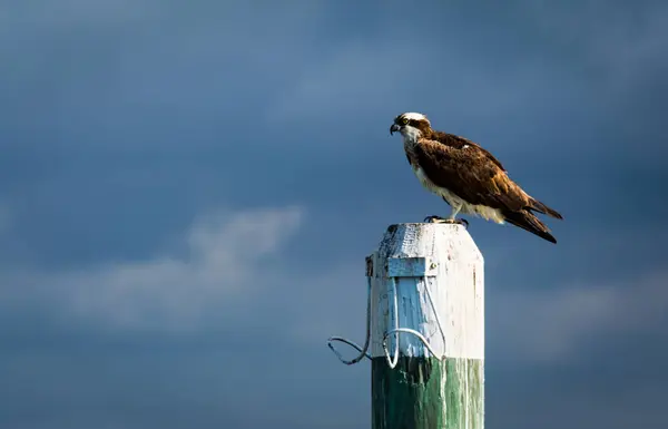 Dock yazı üzerine oturan sorguç