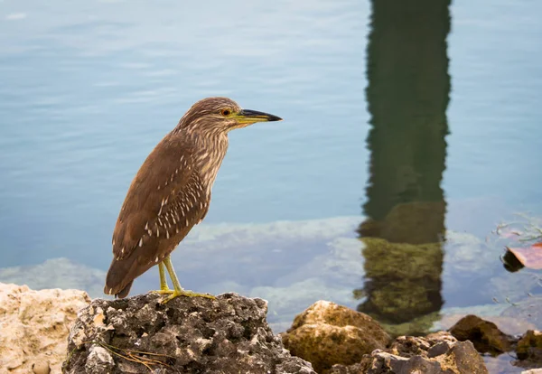 Juvenil heron waterfront buzlu su yakın:
