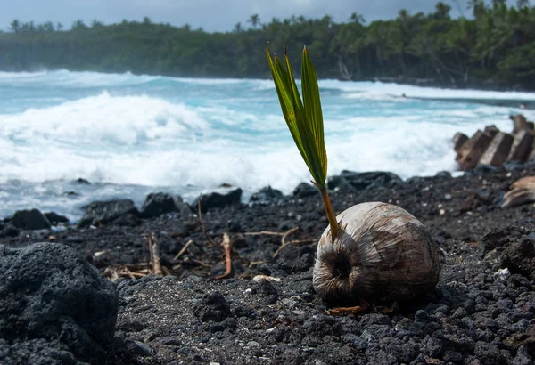 Hawaii Plajda Palmiye Ağacı Sprout Telifsiz Stok Fotoğraflar