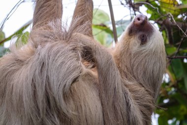 Kahverengi boğazlı üç parmaklı tembel hayvan (Bradypus variegatus) vahşi doğada, Kosta Rika, Latin Amerika 'da