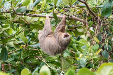 Brown-throated three-toed sloth (Bradypus variegatus) in the wild, forest of Costa Rica, Latin America clipart