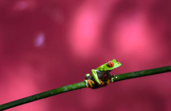 Коста-риканський Червоноокий Трефрог (Agalychnis callidryas) перед рожево-червоним фоном. Жаби Небеса, Коста - Рика, Центральна Америка. — стокове фото