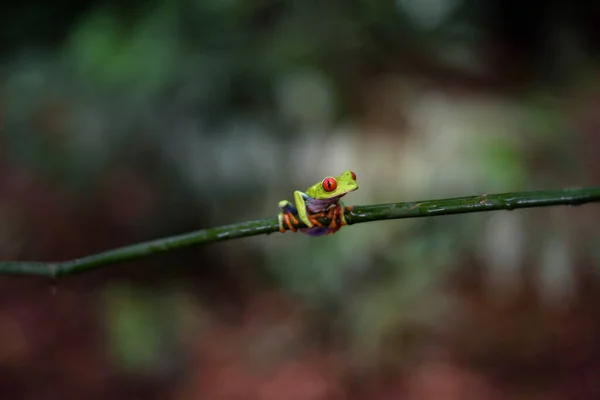 Costa Ricas rödögda Treefrog (Agalychnis callidryas) på en trädgren. Grodor himlen, Costa Rica, Centralamerika. — Stockfoto