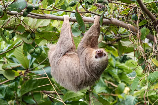 Brown-throated three-toed sloth (Bradypus variegatus) in the wild, forest of Costa Rica, Latin America — Stock Photo, Image