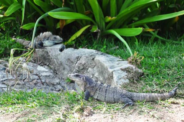 Zbliżenie czarnej iguany kręgosłupa (Ctenosaura similis) w miejscu archeologicznym Tulum, Tulum, Jukatan, Meksyk, Ameryka Północna. — Zdjęcie stockowe