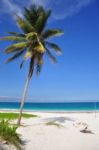 Leaning palm tree with coconuts on the caribbean beach in Tulum, Quintana Roo, Yucatan, Mexico, North America. — Stock Photo, Image