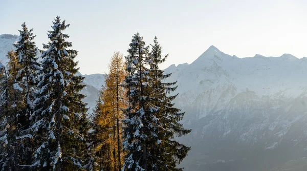 View of the mountain Kitzsteinhorn in winter with trees in the foreground. View from Keilberg, Schmittenhoehe, Zell am See, Salzburger Land, Austria. — Stock Photo, Image