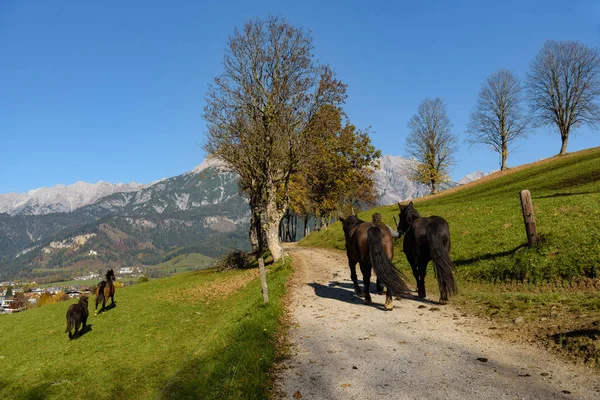Man leads horses to pasture at lake Ritzensee in Saalfelden, with mountain and clear blue sky in the background, Pinzgau, Salzburg Land, Austria. — Stock Photo, Image