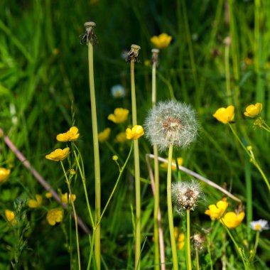 güzel kırsal manzara. bir sakin yaz gününde forest yakınındaki kırsal alan yol. dağ sırtı bulutlu mavi gökyüzü altında