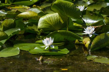 Beyaz nilüfer Romanya Tuna Deltası'nda