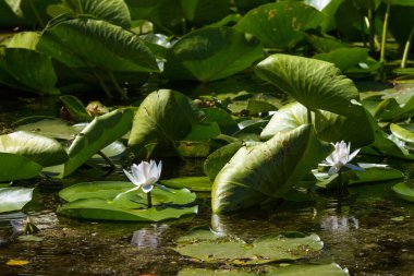 Beyaz nilüfer Romanya Tuna Deltası'nda