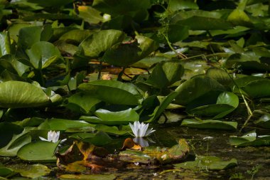 Beyaz nilüfer Romanya Tuna Deltası'nda