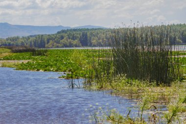 Beyaz nilüfer Romanya Tuna Deltası'nda